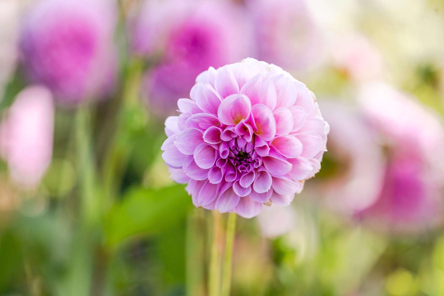 Dahlie 'Stolze Von Berlin'